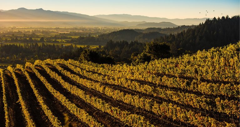 A First Timer’s Guide to Napa Valley