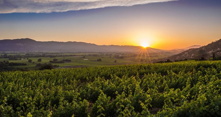 A Napa Valley Journey for One