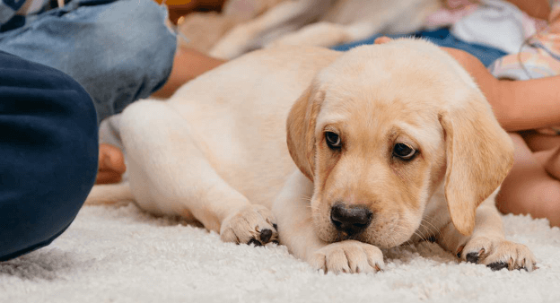 How to potty train dogs or pups