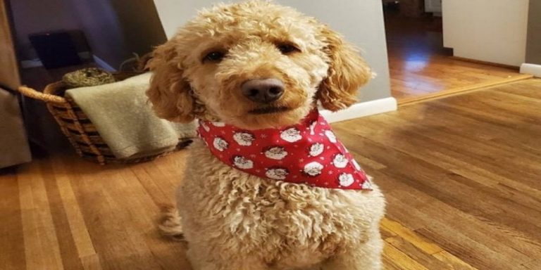 Tips On How To Care For Your Dog’s Bandana